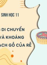 Con đường di chuyển của nước và khoáng từ đất vào mạch gỗ của rễ - Sinh học 11  -  Hoc10